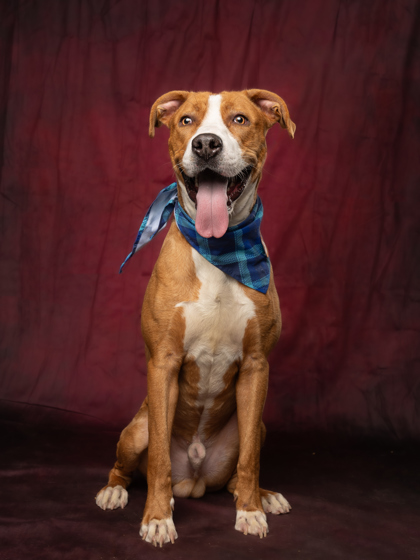 Other Photos of thie Dog