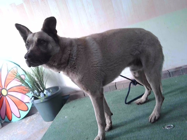 Other Photos of thie Dog