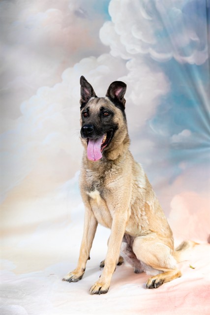 Yoda, a German Shepherd, available for adoption