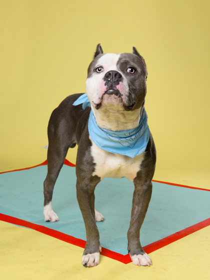 Glub Glub4, a American Bulldog, available for adoption