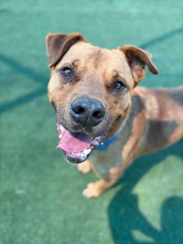 Tang, a American Staffordshire Terrier, available for adoption