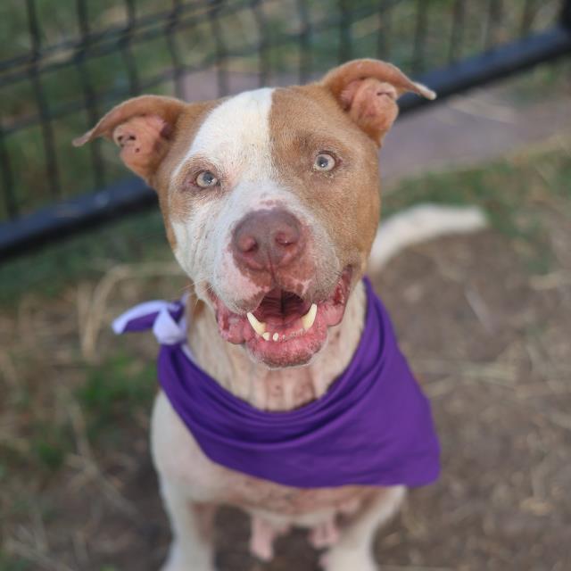 Harmony, a American Staffordshire Terrier, available for adoption