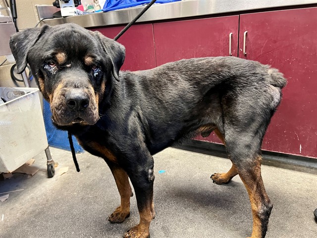 Hank, a Rottweiler, available for adoption