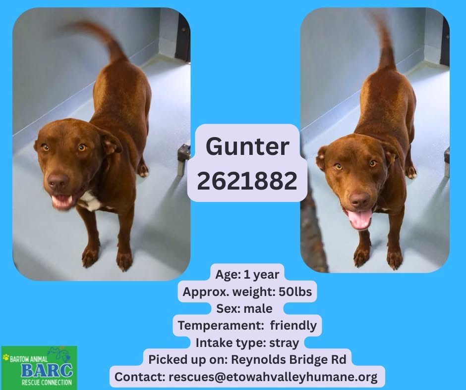 Gunter, a Labrador Retriever, available for adoption