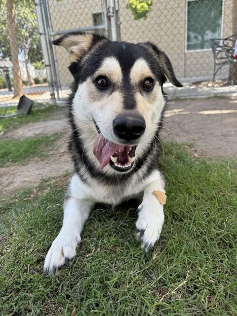 Provolone, a Siberian Husky (mix breed), available for adoption