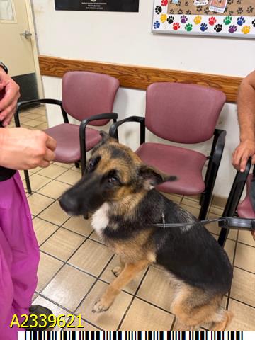 Bunny, a German Shepherd, available for adoption