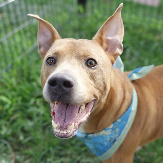 Hooch, a Shepherd (mix breed), available for adoption