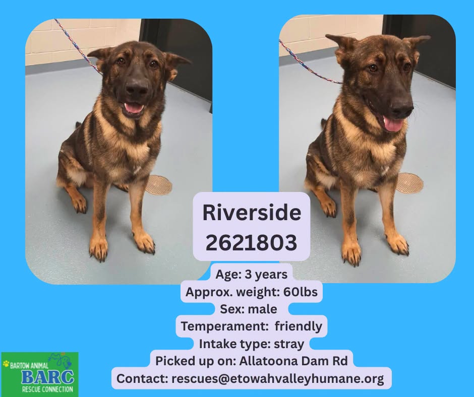 Riverside, a German Shepherd, available for adoption