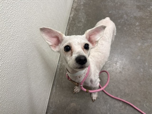 Duke, a Poodle (mix breed), available for adoption
