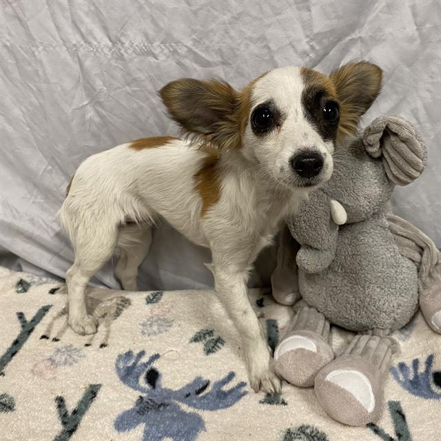 Diamond, a Papillon, available for adoption