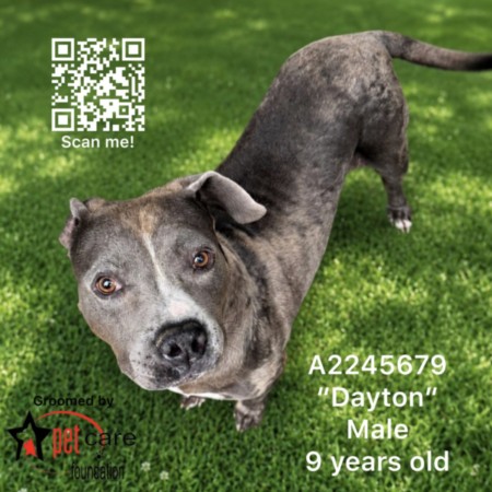 Dayton, a Pit Bull Terrier, available for adoption
