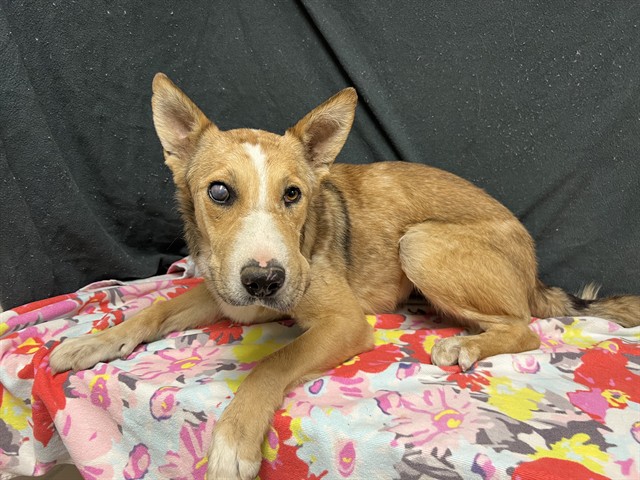 Iris, a German Shepherd, available for adoption