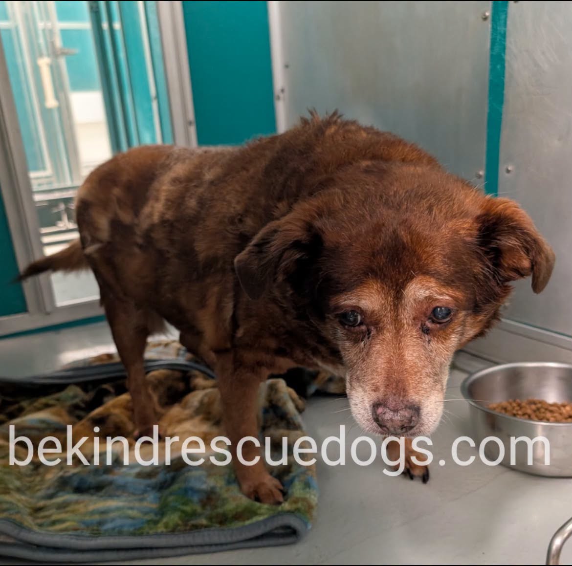 Lucy, a Australian Cattle Dog/Blue Heeler, available for adoption
