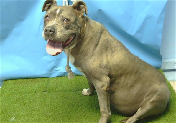 Lady, a Bullmastiff, available for adoption