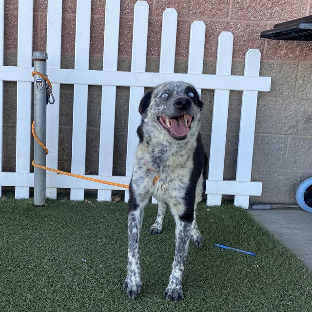 Rosie, a Border Collie, available for adoption