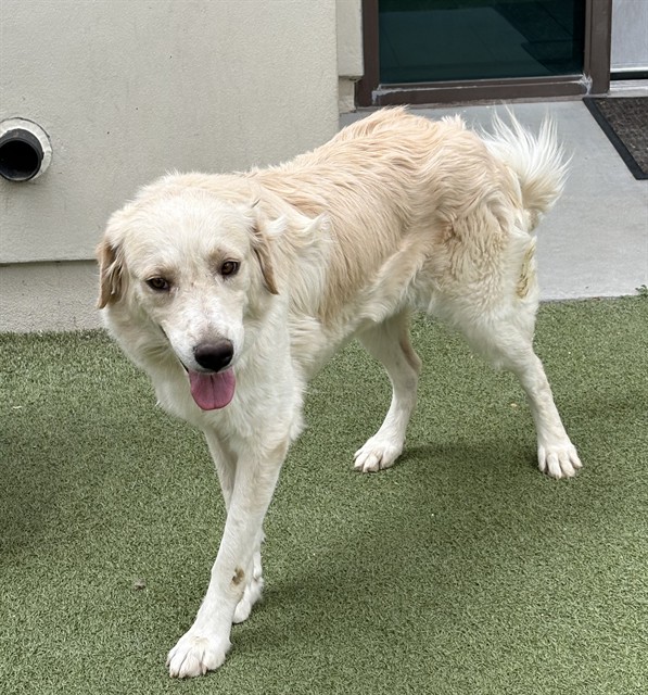 Adoptable pet photo