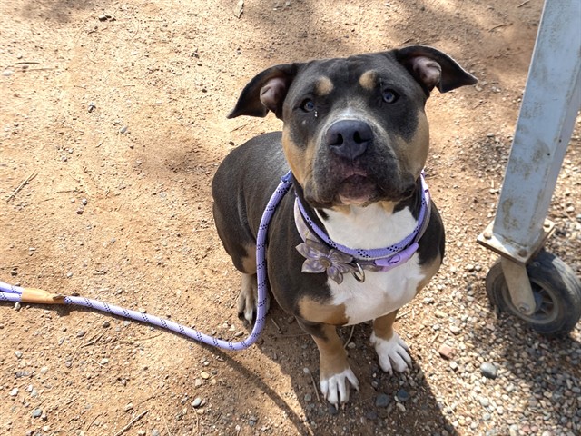 Adoptable pet photo
