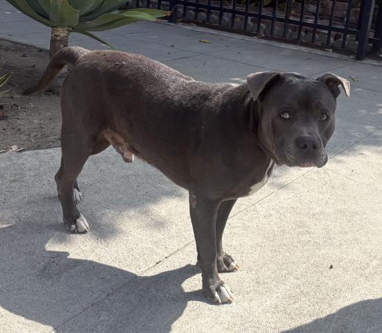 Adoptable pet photo