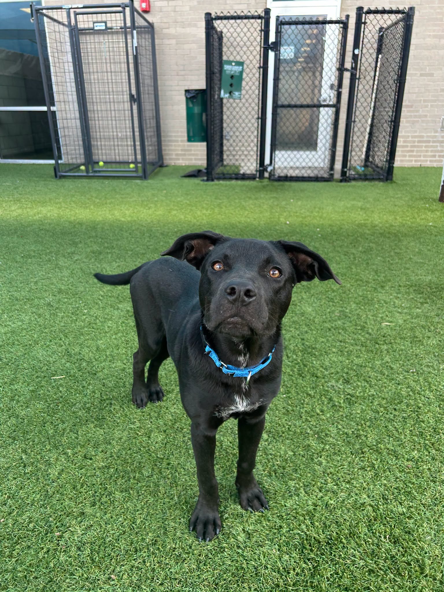 Adoptable pet photo