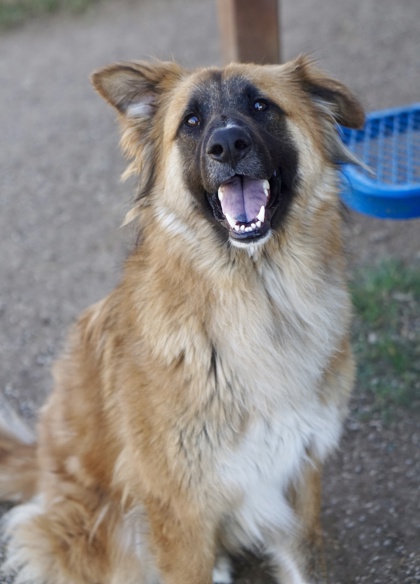 Adoptable pet photo
