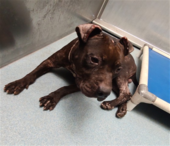 Adoptable pet photo