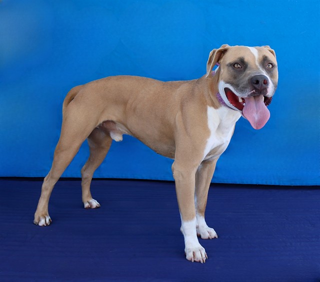 Chico, a Bullmastiff, available for adoption