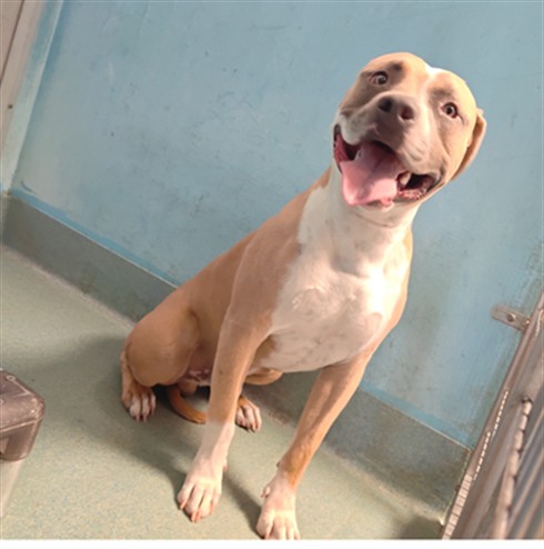 Adoptable pet photo