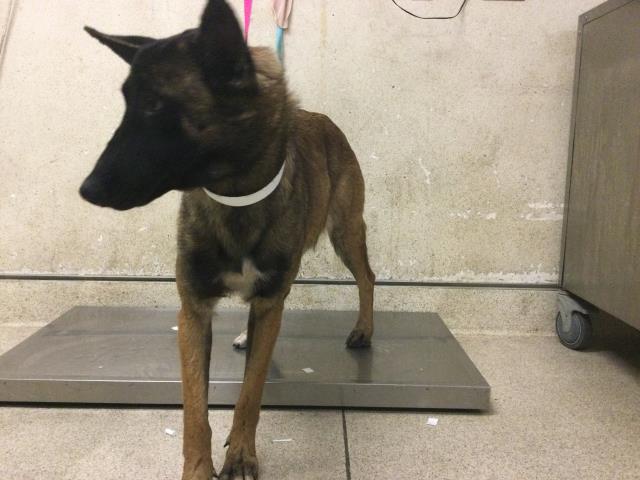 Adoptable pet photo