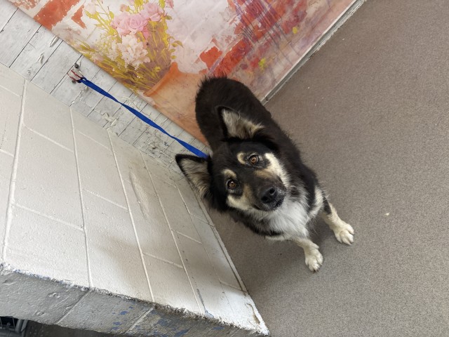 German Shepherd (mix breed) available for adoption