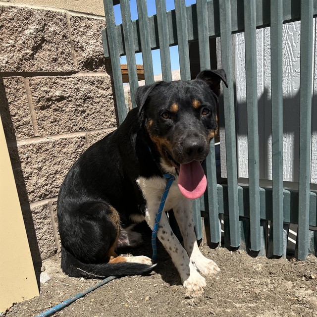 Mac, a Entlebucher (mix breed), available for adoption
