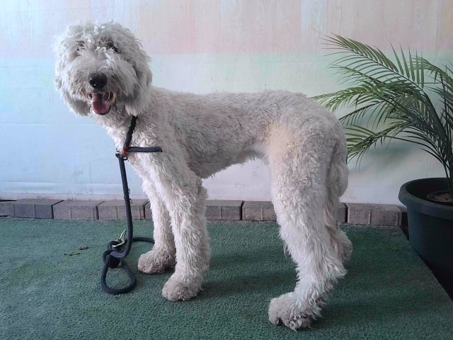 Peggy, a Poodle, available for adoption