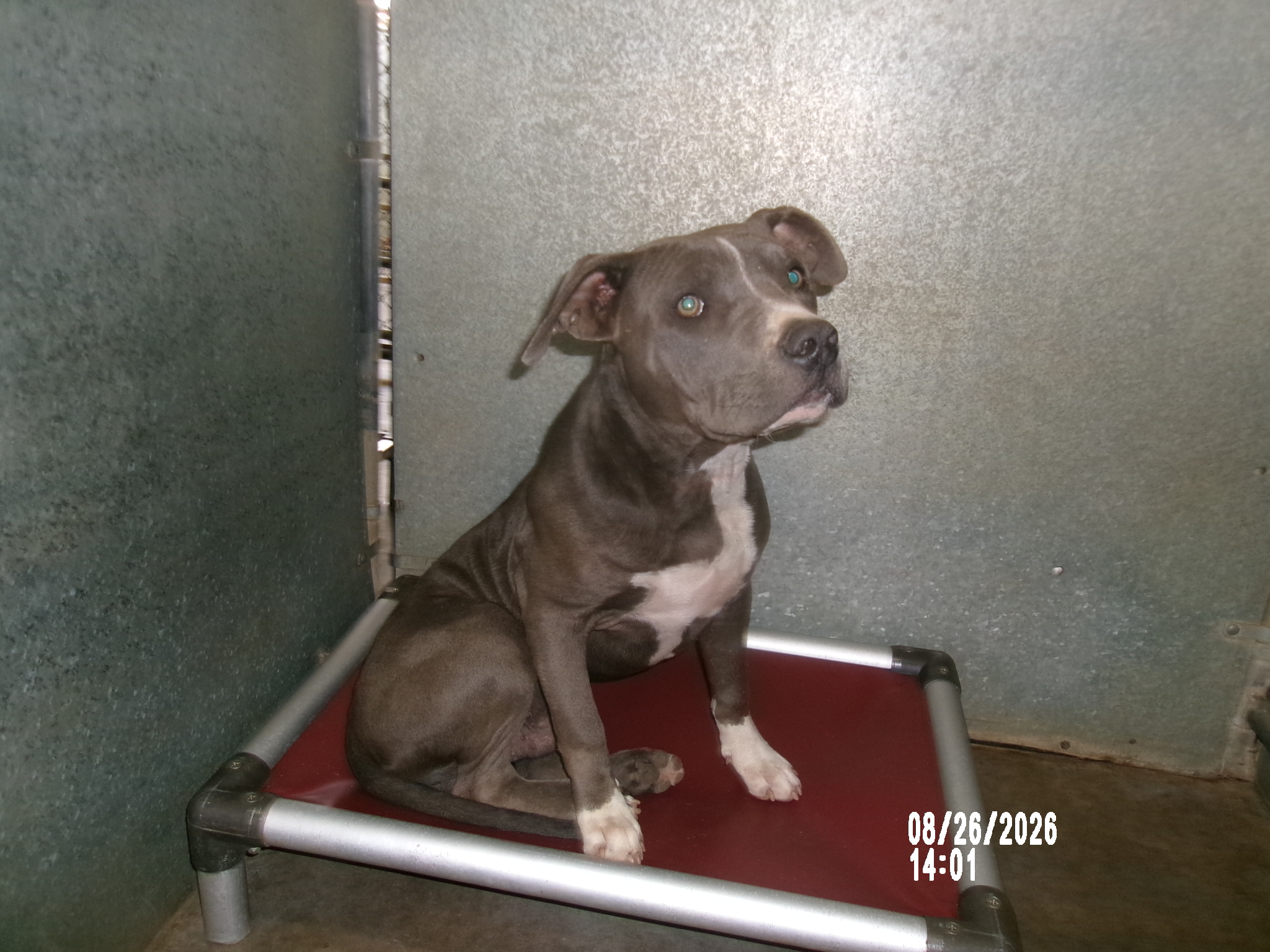 Carmello, a American Staffordshire Terrier (mix breed), available for adoption