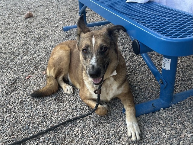 Kalani, a German Shepherd (mix breed), available for adoption