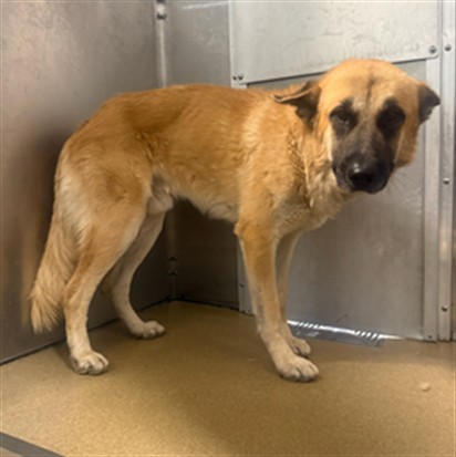 Aang, a German Shepherd, available for adoption