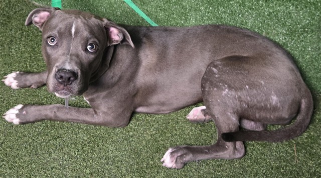 Tink, a Pit Bull Terrier, available for adoption