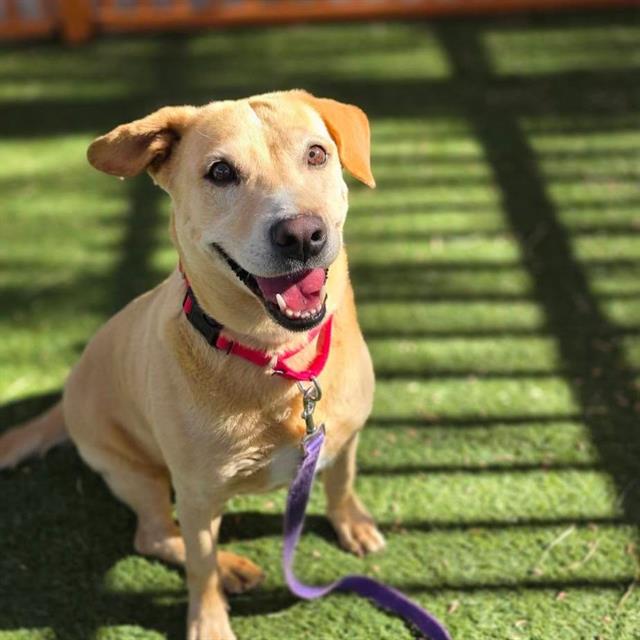 Stella Rose, a Labrador Retriever, available for adoption