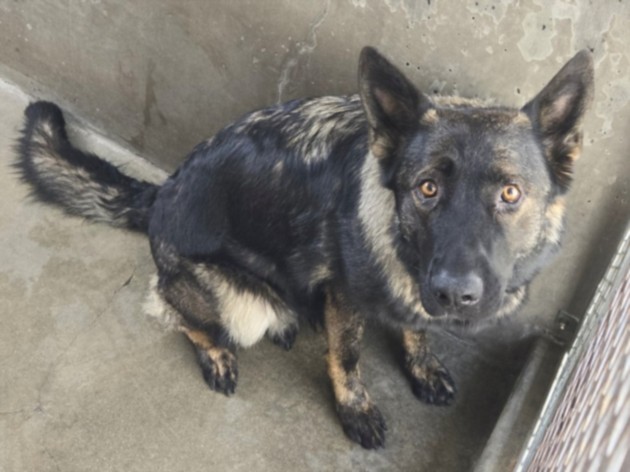 Grettel, a German Shepherd, available for adoption