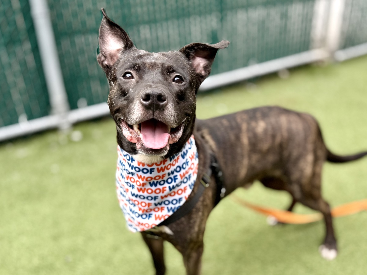 Kingston, a Mountain Cur, available for adoption