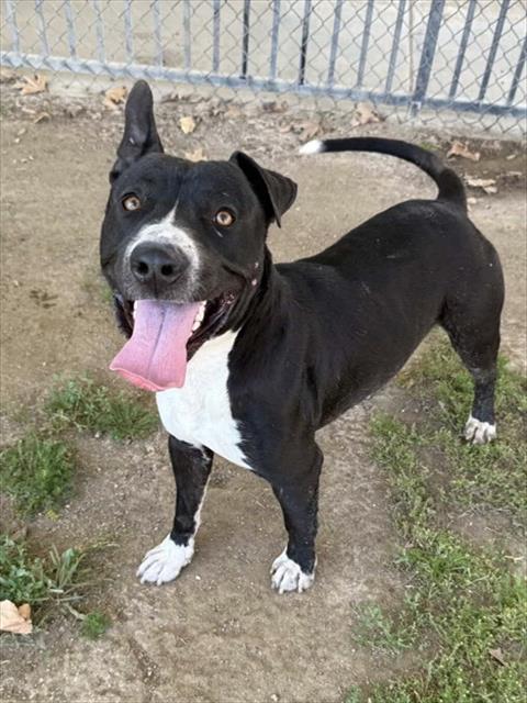 Buster, a Pit Bull Terrier, available for adoption