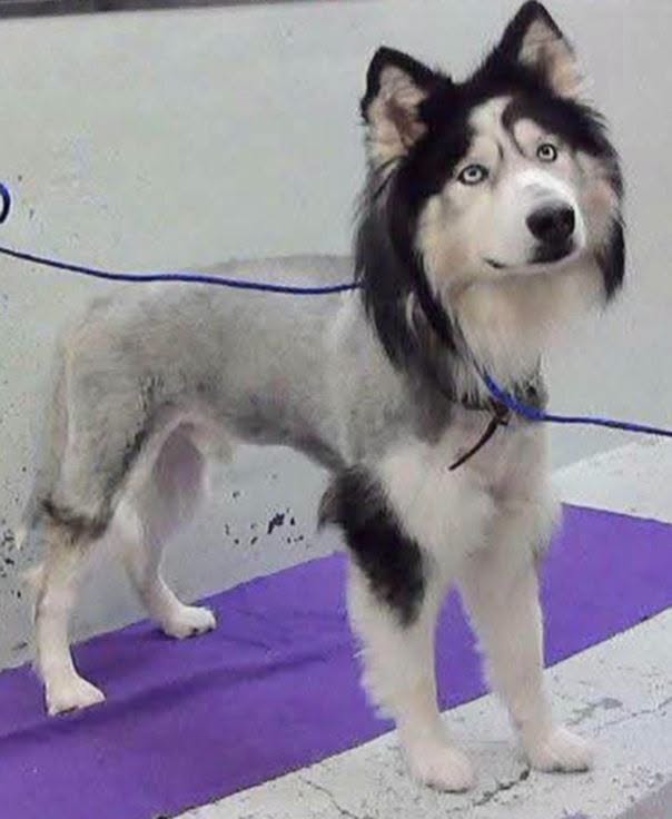 Flaco, a Siberian Husky (mix breed), available for adoption