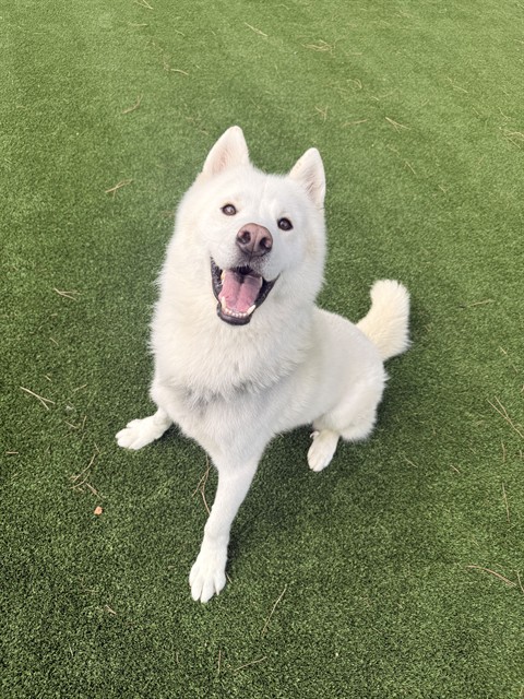 Shiro, a Husky, available for adoption