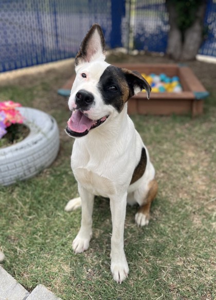 Firefly, a Pit Bull Terrier (mix breed), available for adoption