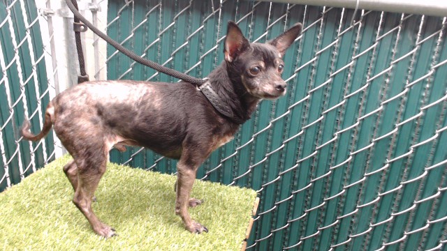 Pike, a Chihuahua, available for adoption