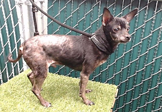 Other Photos of thie Dog