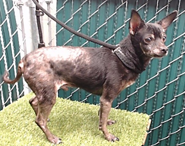 Other Photos of thie Dog