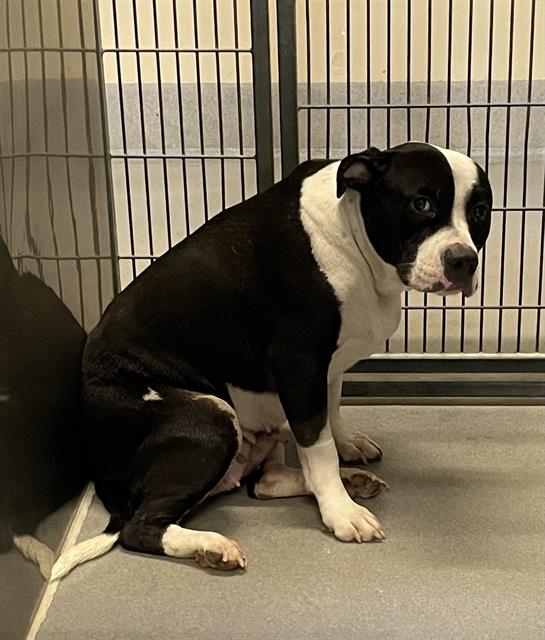 Diamond, a Pit Bull Terrier, available for adoption