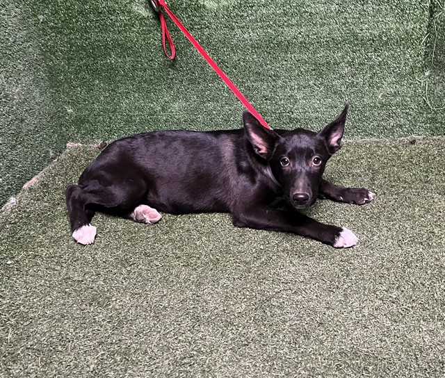 Tampa, a German Shepherd, available for adoption