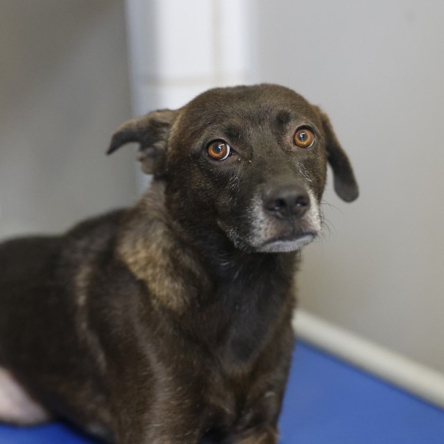 Elton, a Dutch Shepherd (mix breed), available for adoption