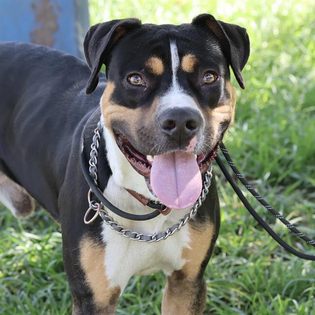 Pablo, a Staffordshire Bull Terrier, available for adoption