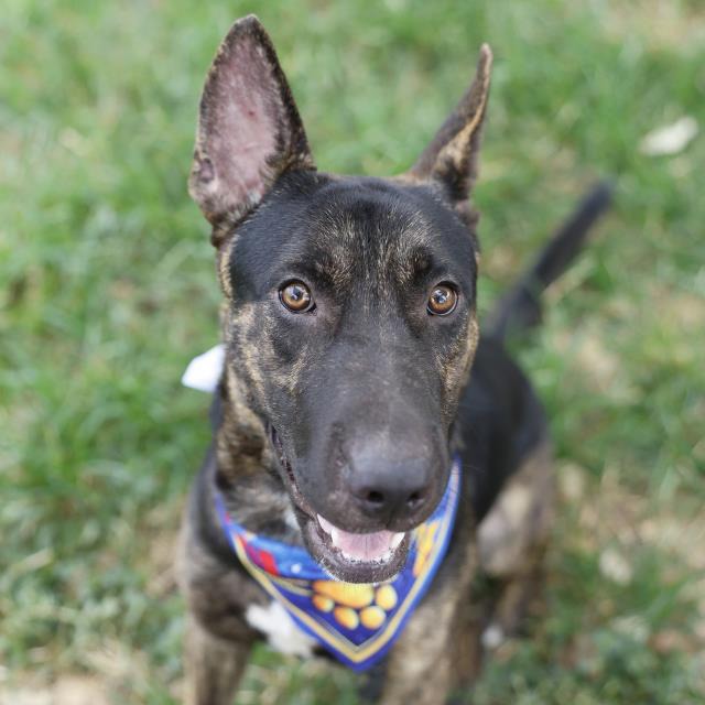 Todo Wrangler, a Dutch Shepherd, available for adoption